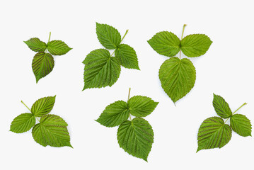 green leaves isolated on white