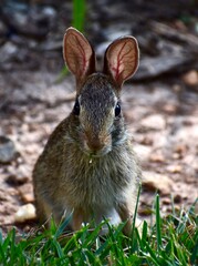 Eastern Cottontail backlit by sun

