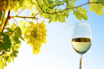 glass with white wine and grapevines against blue sky
