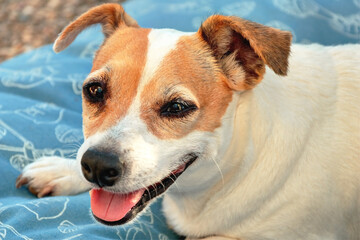 Chien Jack Russell terrier - obrazy, fototapety, plakaty