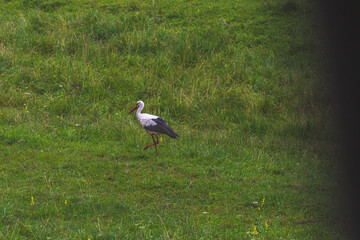 white stork in the grass