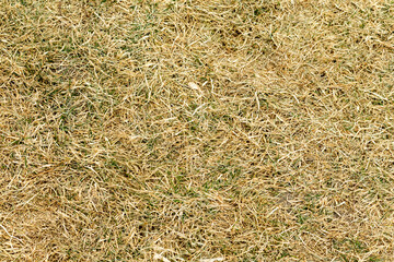Dry grass texture background with green grass. Texture of dry grass.
