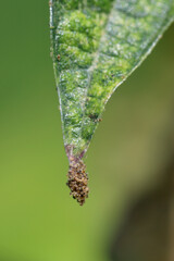 Tetranychus urticae (red spider mite or two-spotted spider mite) is a species of plant-feeding mite...
