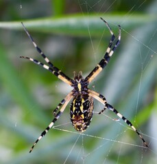 Yellow Garden Spider-Here's Looking at You 
