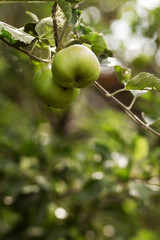 Apples on the branches of a tree. Agriculture, agronomy, industry