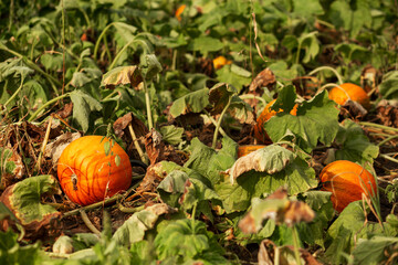 Pumpkin in the garden in the leaves. Agriculture, agronomy, industry