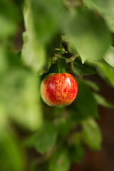 A red apple hangs on a tree with leaves. Agriculture, agronomy, industry