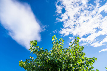 Obraz premium 青空と桑の木