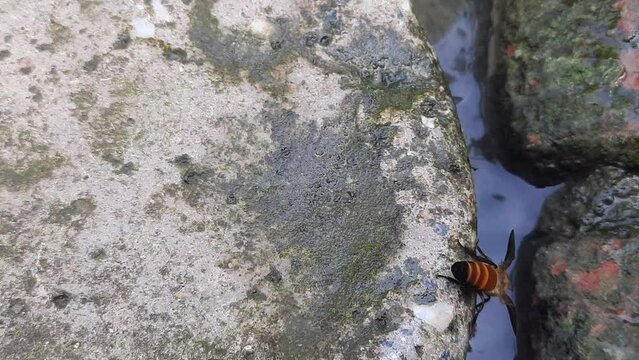 A honey bee is drinking water. Thirsty bee. Honey bee is a eusocial flying insect. Bee sucks the juice from the flower and makes honey.
