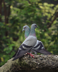 Two Pigeons