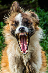 red dog yawns heavily as if laughing close-up