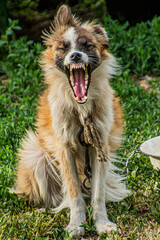 red dog yawns strongly as if laughing