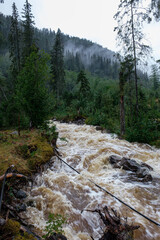 Obraz premium forests in Norway