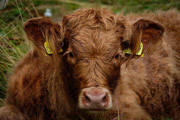 Fototapeta premium portrait of cows taken in the norway 