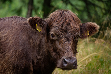 portrait of cows taken in the norway 