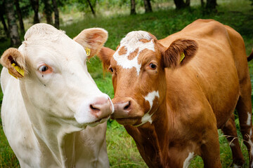 portrait of cows taken in the norway 