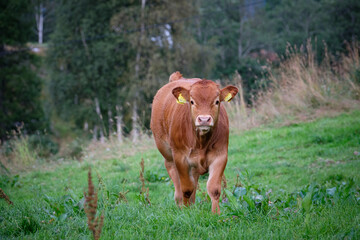 portrait of cows taken in the norway 