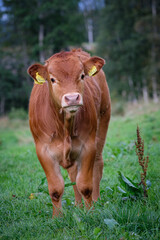 portrait of cows taken in the norway 