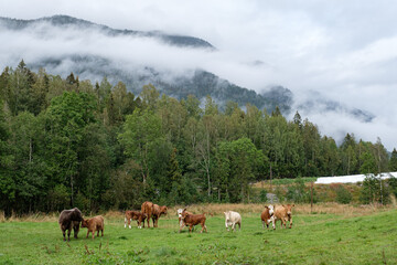 Fototapeta na wymiar portrait of cows taken in the norway 