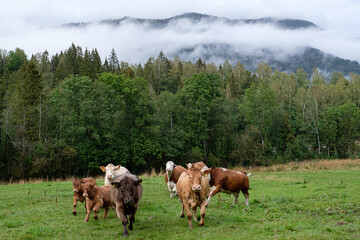 Fototapeta na wymiar portrait of cows taken in the norway 
