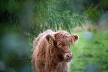 portrait of cows taken in the norway 