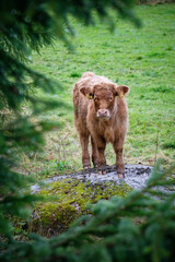 portrait of cows taken in the norway 