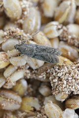 Detailed closeup on the small Tobacco Moth, Ephestia elutella - a common food pest. Color form with grey wings. Moth on infested products.