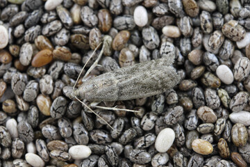 Detailed closeup on the small Tobacco Moth, Ephestia elutella - a common food pest. Color form with gray wings. Moth on chia seeds.
