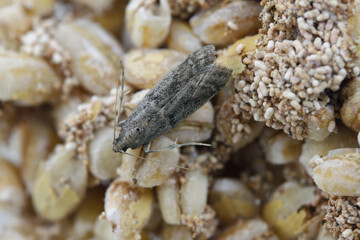 Detailed closeup on the small Tobacco Moth, Ephestia elutella - a common food pest. Color form with grey wings. Moth on infested products.