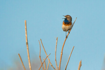 Bluethroat (Luscinia svecica) perched on top of a shrub and singing in the dunes against a blue sky