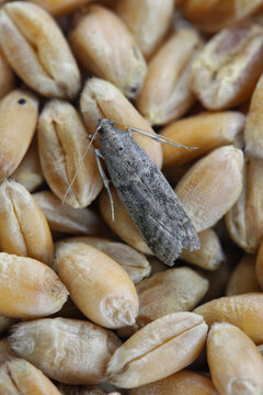 Detailed closeup on the small Tobacco Moth, Ephestia elutella - a common food pest. Color form with gray wings. A moth on a grain of wheat.
