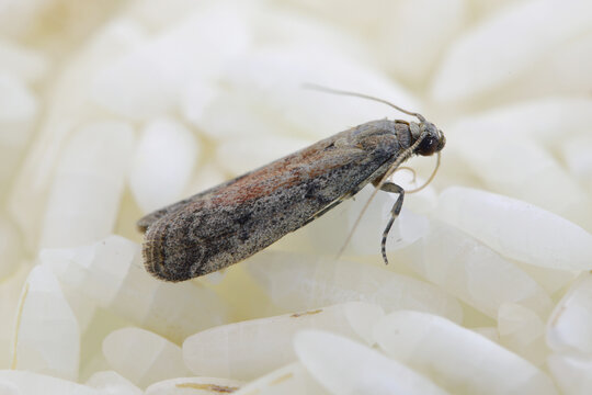 Detailed closeup on the small Tobacco Moth, Ephestia elutella - a common food pest. Color form with red areas on the wings. Moth on rice seeds.