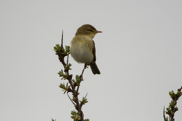 Willow Warbler (Phylloscopus trochilus) male perched on top of Common Sea Buckthorn (Hippophae rhamnoides) in the dunes