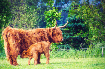Schottisches Hochlandrindt mit Kalb - Longhorn - Rind - High quality photo