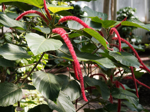 Acalypha Images Browse 744 Stock Photos Vectors And Video Adobe Stock