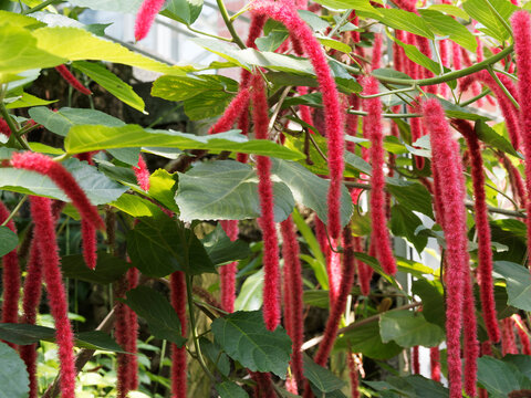 Acalypha Images Browse 744 Stock Photos Vectors And Video Adobe Stock