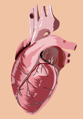 illustration of the heart, an organ that is very important in maintaining its health