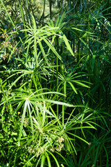 Fondo vegetal de planta paraguas o cyperus alternifolius.