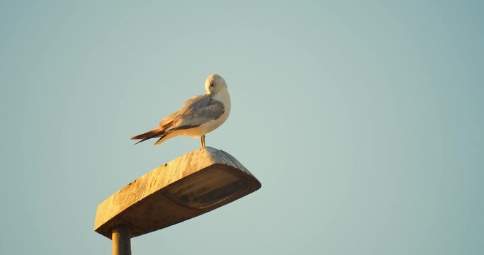 Eine M&ouml;we sitzt auf eine Laterne.