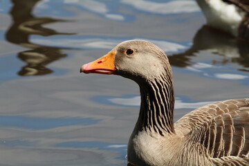 Greylag Goose (anser anser)Closeup profile of a greylag goose the largest of the grey goose species.