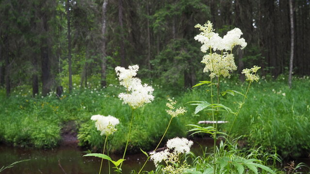 Filipendula vulgaris, commonly known as dropwort or fern-leaf dropwort, is a perennial herbaceous plant in the family Rosaceae, closely related to meadowsweet Filipendula ulmaria.