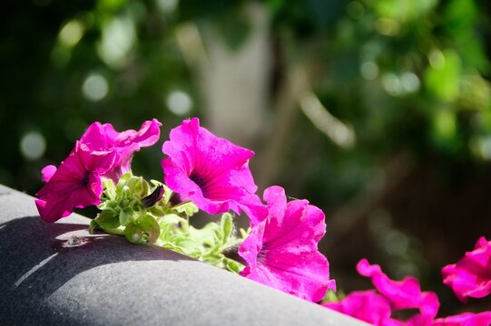 Flores de petunia viol&aacute;cea sobre el pretil de un puente urbano.