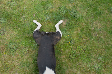 The very short curled up tail of a Boston Terrier dog lying flat on the grass with her legs in frogs leg pose. - 524539901
