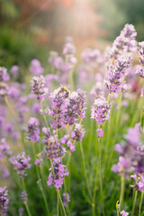Obraz premium Very soft delicate focus on lavender with sun rays behind. A bumblebee is on one of the flowers.