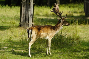 Naklejka na ściany i meble The European fallow deer also known as the common fallow deer or simply just fallow deer (Dama dama) is a species of ruminant mammal belonging to the family Cervidae. Location: Ivenack, Germany.