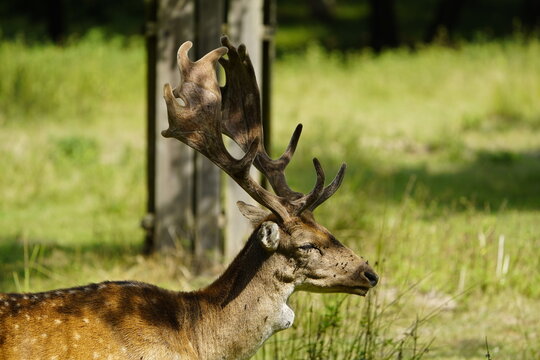 The European fallow deer also known as the common fallow deer or simply just fallow deer (Dama dama) is a species of ruminant mammal belonging to the family Cervidae.  Location: Ivenack, Germany.