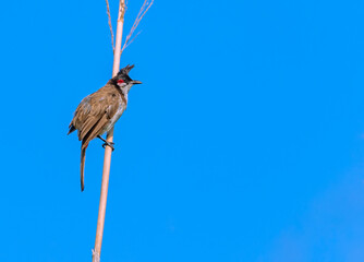 Red Whiskered Bulbul on a branch