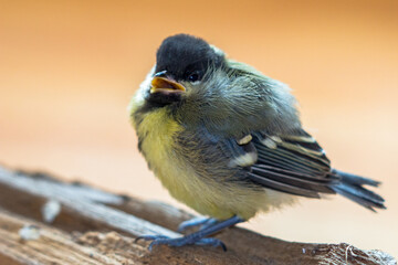 Fototapeta premium Mésange Charbonière