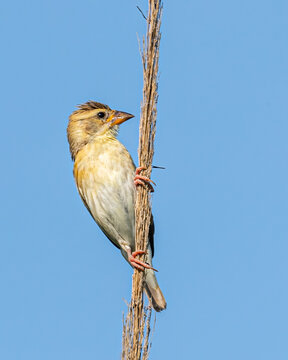 A Streaked Weaver Bird Resting