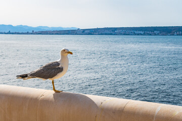 Cityscape from Tabarca Island (Alicante, Spain)